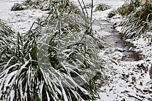 Snow-covered tufts of grass and small stream in ice in city park in foggy morning.