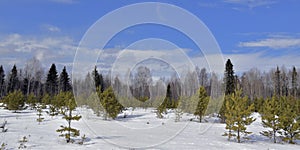 Snow-covered Ural forest under the blue March sky. Spring in the foothills of the Western Urals.