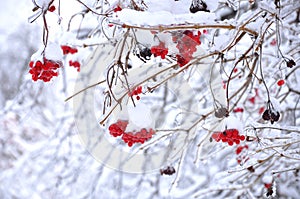 Snow Covered viburnum