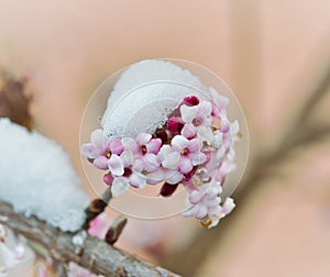 Snow covered Viburnum x bodnantense flowers