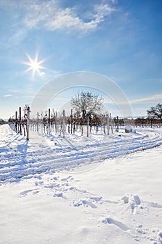 Snow-covered vineyard with a path in winter