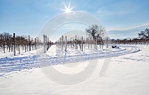 Snow covered vineyard rows with a path around on a sunny winter day