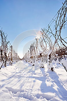 Snow covered vineyards on a sunny winter day