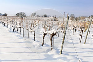 Snow covered vineyards during winter.