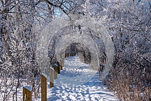 A snow covered walking trail in the woods in the Inglewood bird sanctuary