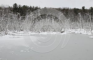 icy snowy swamp with bare snow covered trees