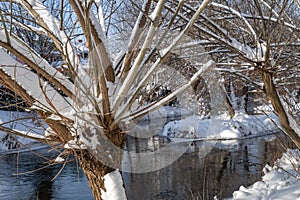 Snow-covered willow near the stream