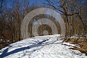 Snow covered Winding Forest Path with Deep Blue Sky - Horizontal