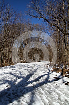 Snow  covered Winding Forest Path with Deep Blue Sky - Vertical