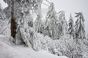 Snow covered winter forest in Black Forest, Germany