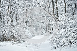 Snow covered winter forest scenery. Winter fairytale