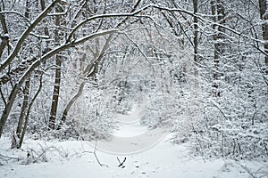 Snow covered winter forest scenery. Winter fairytale