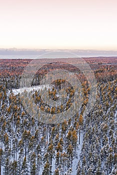 Snow covered winter forest view from drone during sunrise