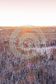 Snow covered winter forest view from drone during sunrise