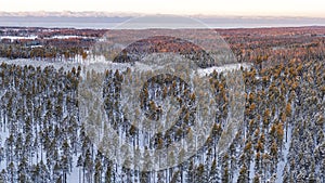 Snow covered winter forest view from drone during sunrise