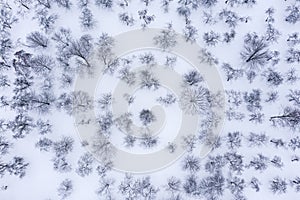 Snow-covered winter fruit garden. apple orchard in a winter time