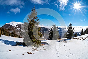 Snow covered winter landscape