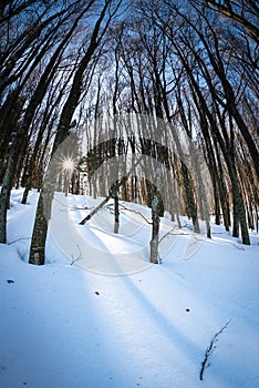 Snow covered winter landscape