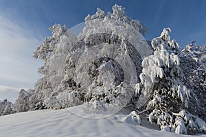 snow covered winter landscape with frozen forest and blue sky