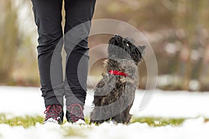 In snow covered winter small obedienct Cairn Terrier dog is sitting next to his handler and is looking up