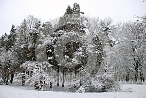 Snow-covered winter park