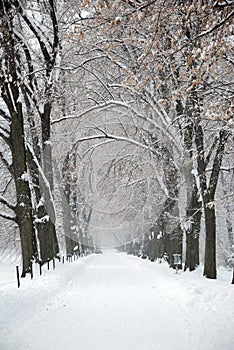 Snow Covered Winter Path under Trees