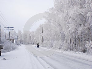 Snow-covered winter road, birches in hoarfrost, winter landscape