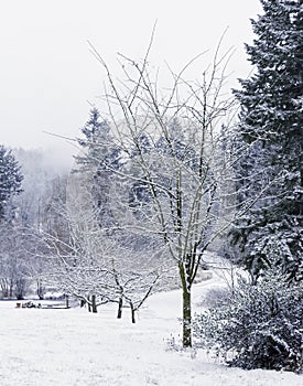 Snow-Covered Winter Trees Along the Road