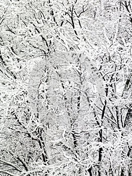 Snow Covered winter Trees Background 4