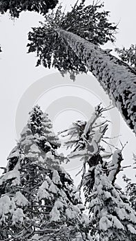 Snow Covered Winter Trees Looking Upward