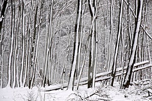 Snow covered wintry forest photo