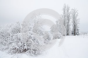 Snow covered wintry landscape photo