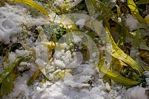 Snow-covered withered leaves on the ground in early winter