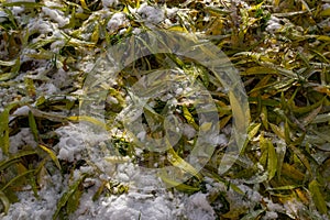 Snow-covered withered leaves on the ground in early winter