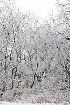 Snow Covered Wooded Area