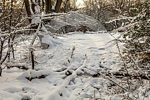 Snow Covered Woodland