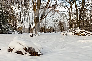 Snow Covered Woodland