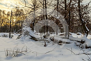 Snow Covered Woodland