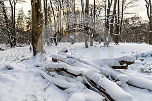 Snow Covered Woodland