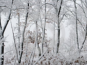 Snow-covered woods