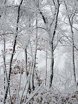 Snow-covered woods