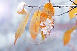 Snow-covered yellow and orange dry leaves on a tree in winter after a snowfall