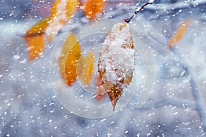 Snow-covered yellow-orange dry leaves on a tree in winter during a snowfall