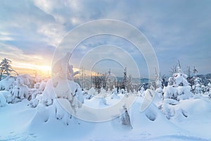 Snow-covered young trees n Silesian Beskid mountains in winter time