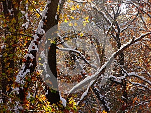 Snow covering automnal colors of a forest