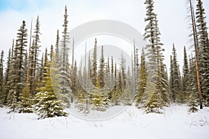 snow covering a coniferous forest in a cold hardiness zone