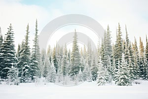 snow covering a coniferous forest in a cold hardiness zone photo