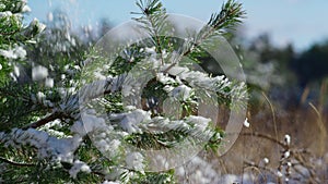 Snow covering fir twigs with needles close up. Snow-covered coniferous forest.