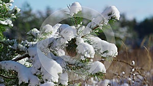 Snow covering fir twigs with needles close up. Snow-covered coniferous forest.