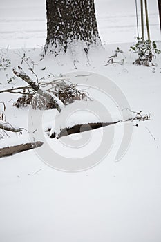 Snow Covering a Yard